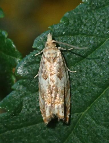 Epinotia abbreviana